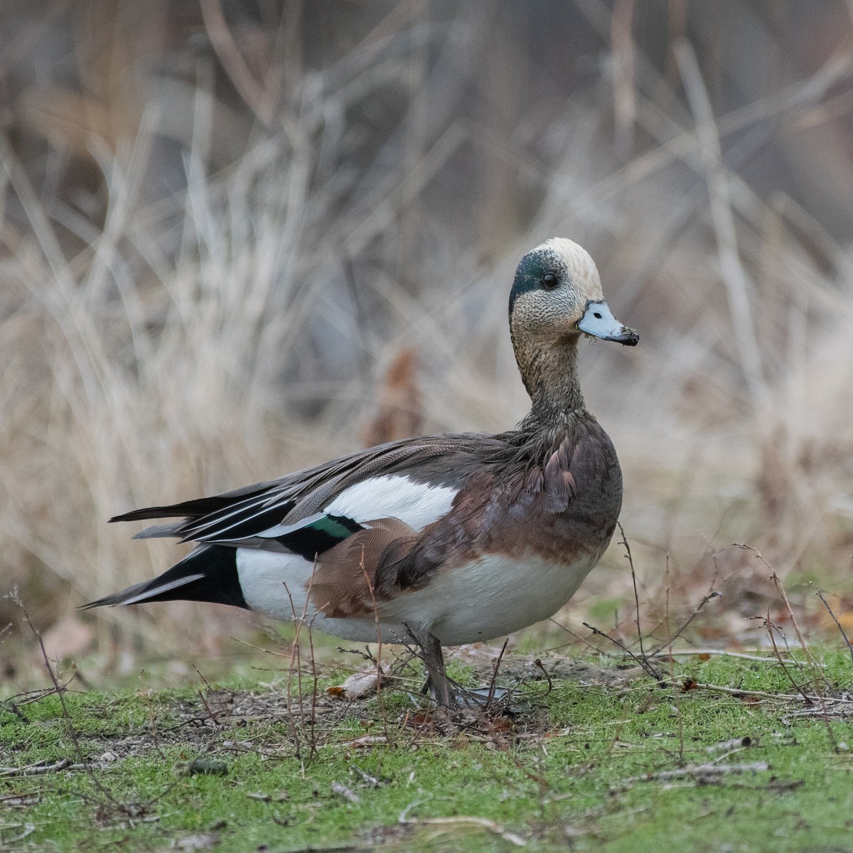 American Wigeon - Ron Riley