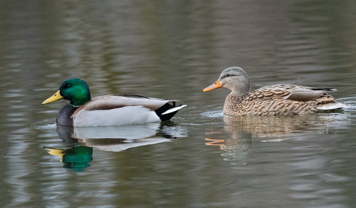 Mallard - ML202992801