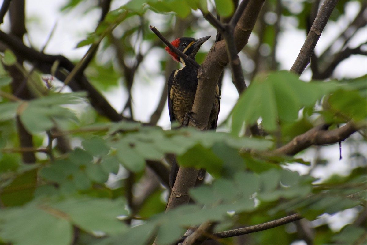 Lineated Woodpecker - Terry Bohling