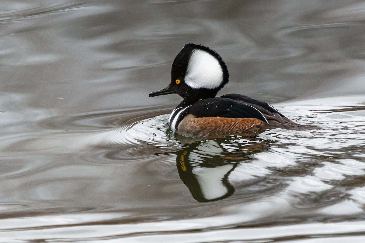 Hooded Merganser - ML202993091