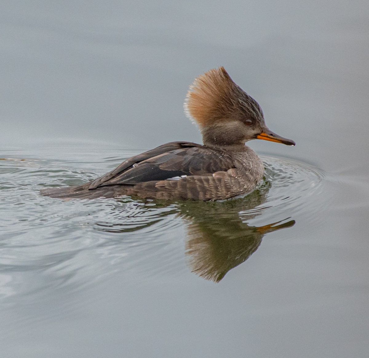 Hooded Merganser - ML202993101