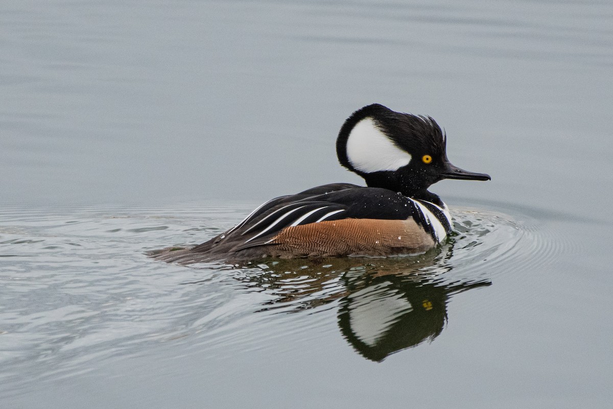 Hooded Merganser - ML202993111