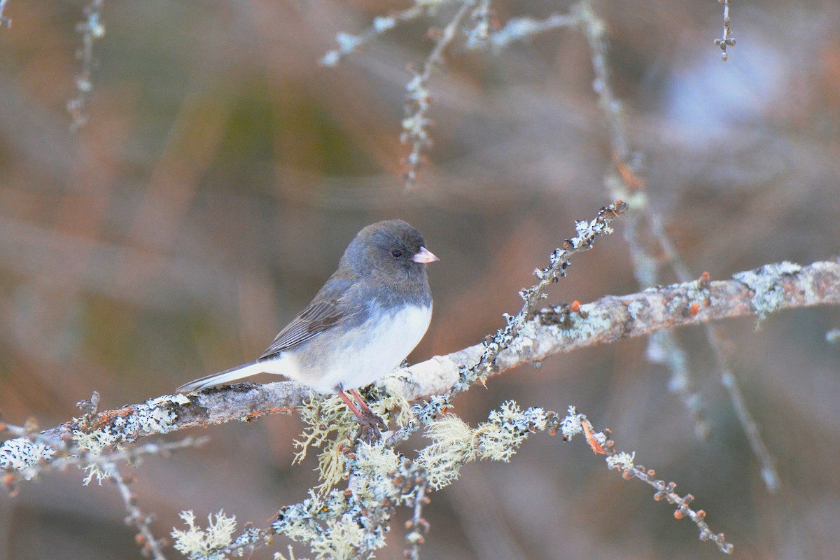 Junco Ojioscuro - ML202993721