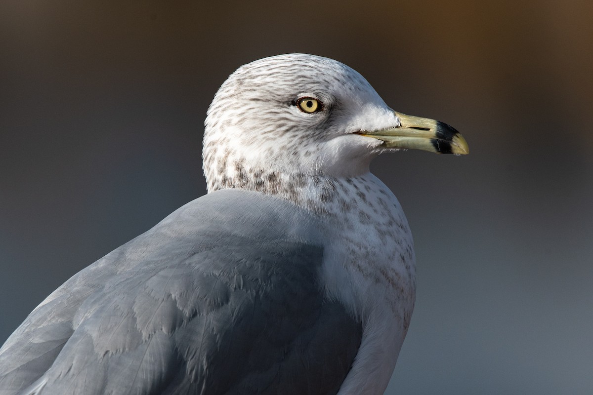 Ring-billed Gull - ML202994501