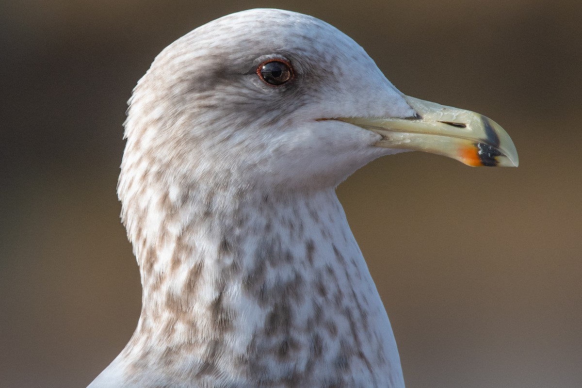 Herring Gull - ML202994511