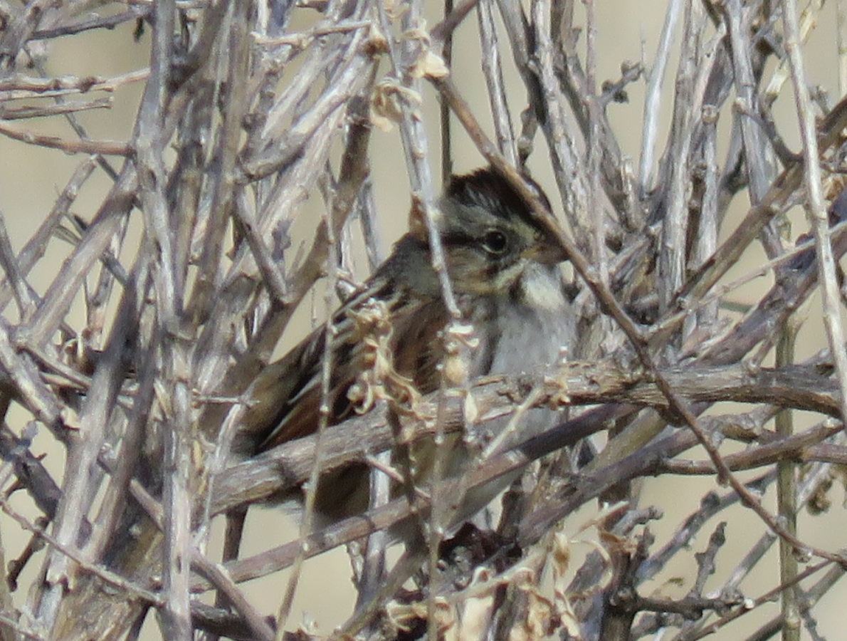 Swamp Sparrow - ML202996021