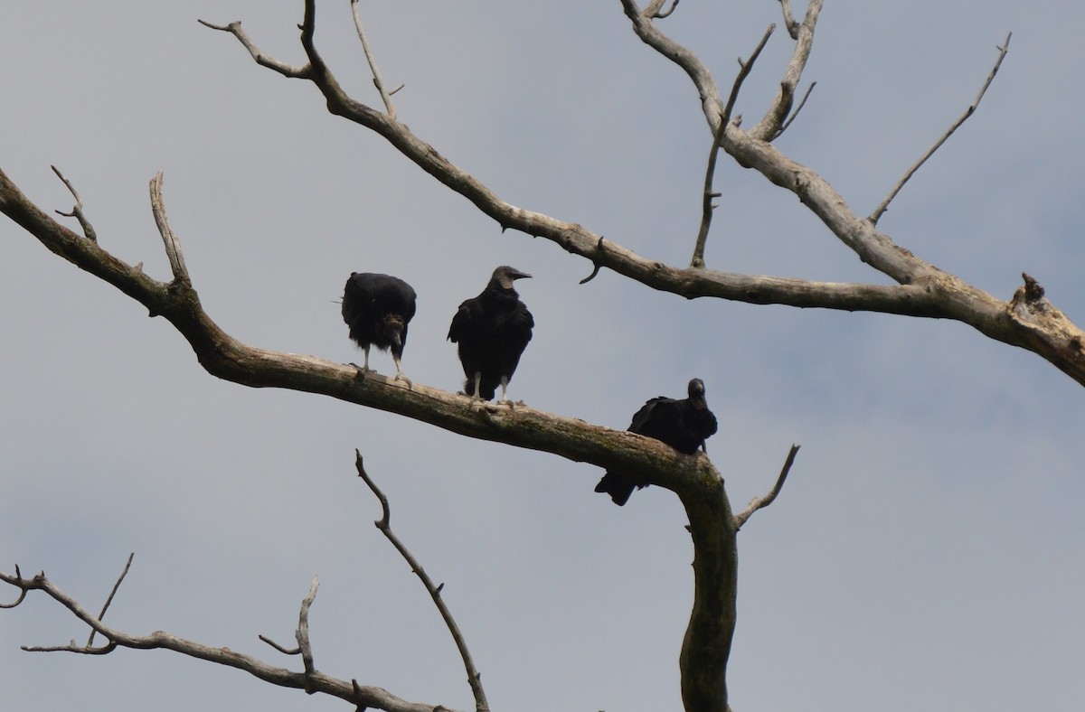Black Vulture - ML202997151