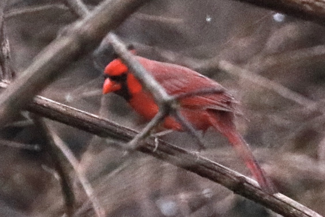 Northern Cardinal - ML202997721