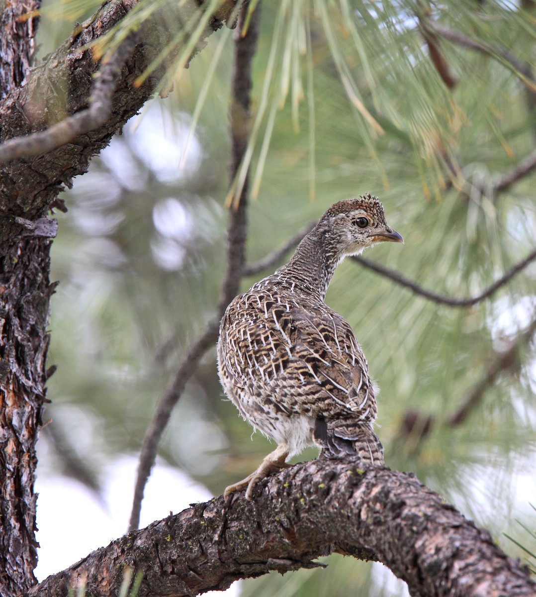 Dusky Grouse - ML202997971