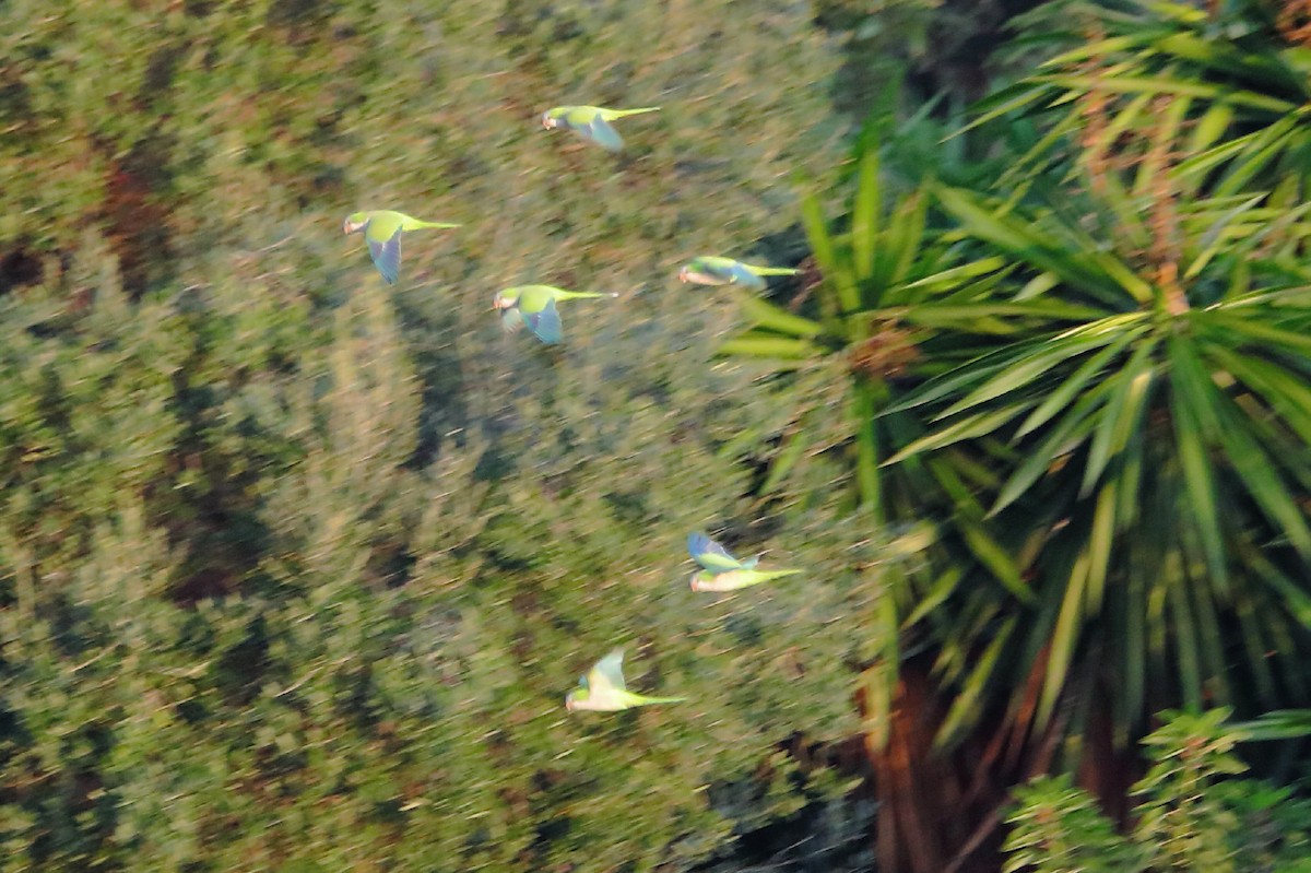 Monk Parakeet - Bert Frenz