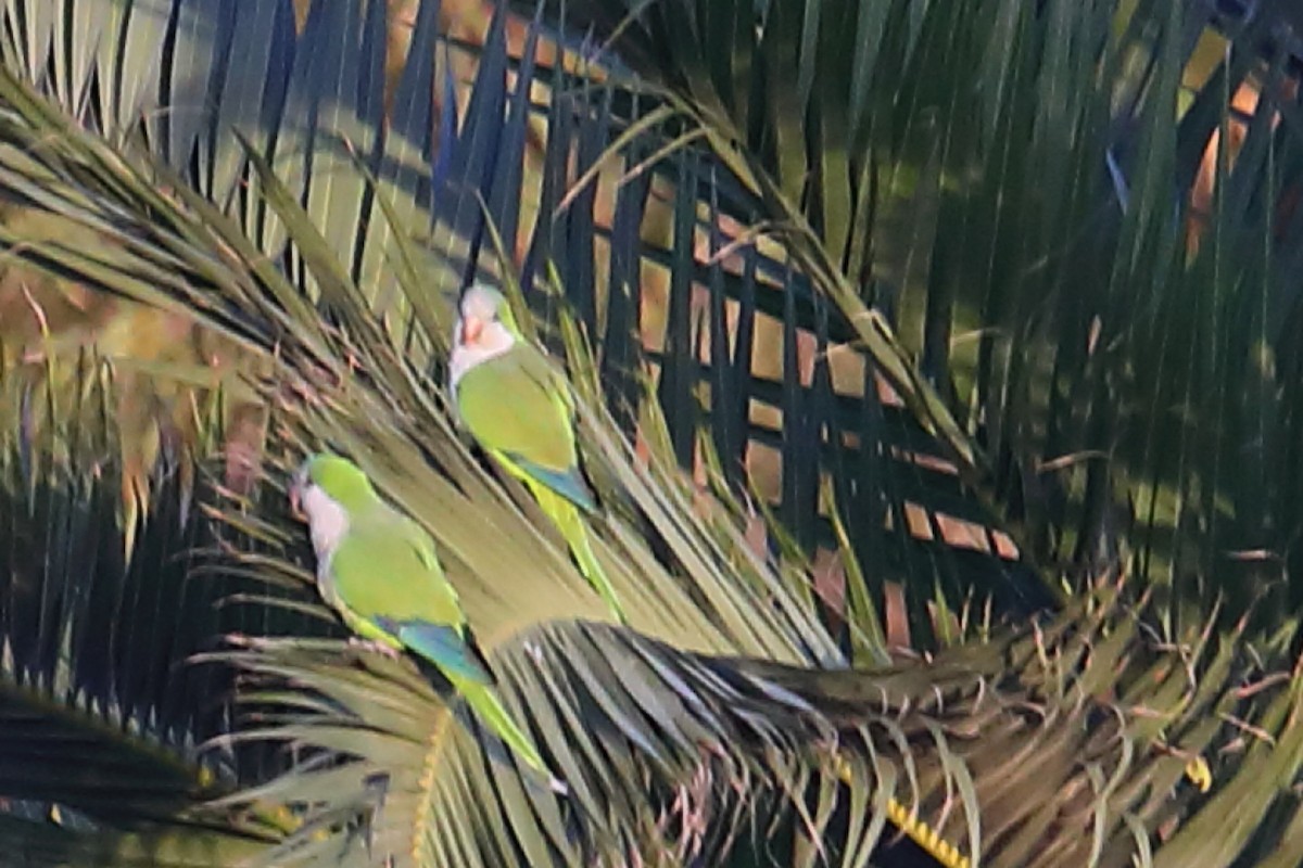 Monk Parakeet - ML202998391