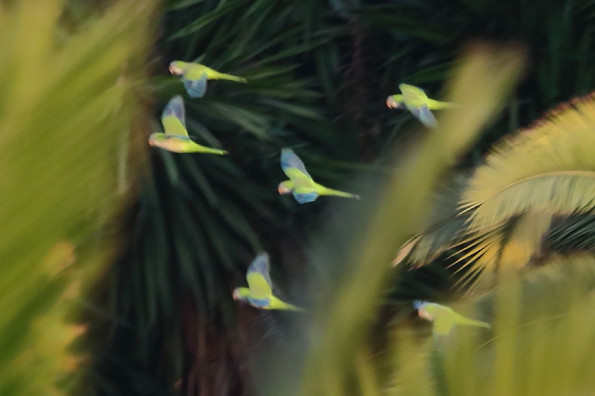 Monk Parakeet - Bert Frenz