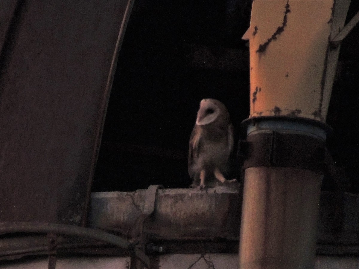 Barn Owl - Darrell  Good