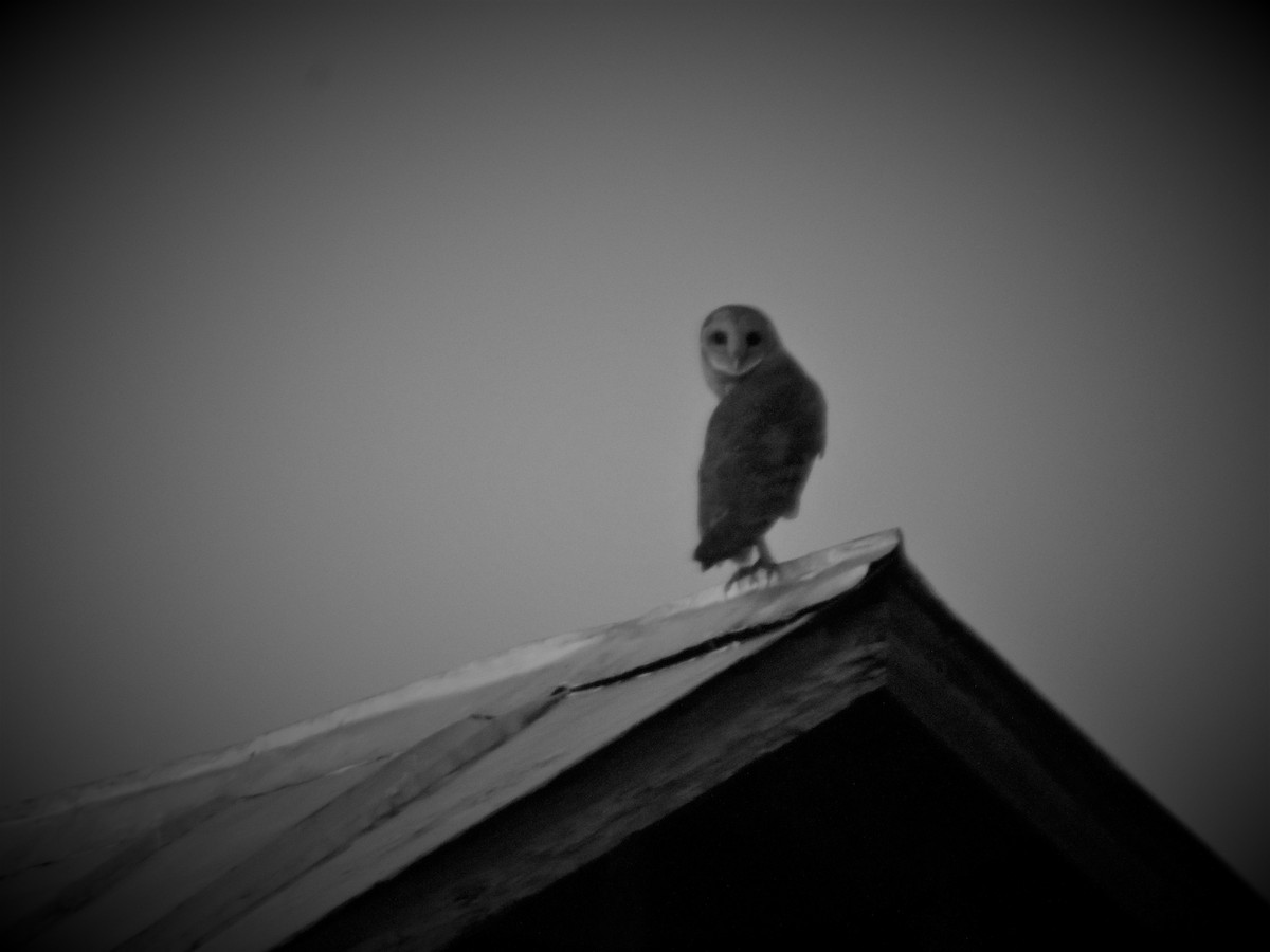 Barn Owl - Darrell  Good