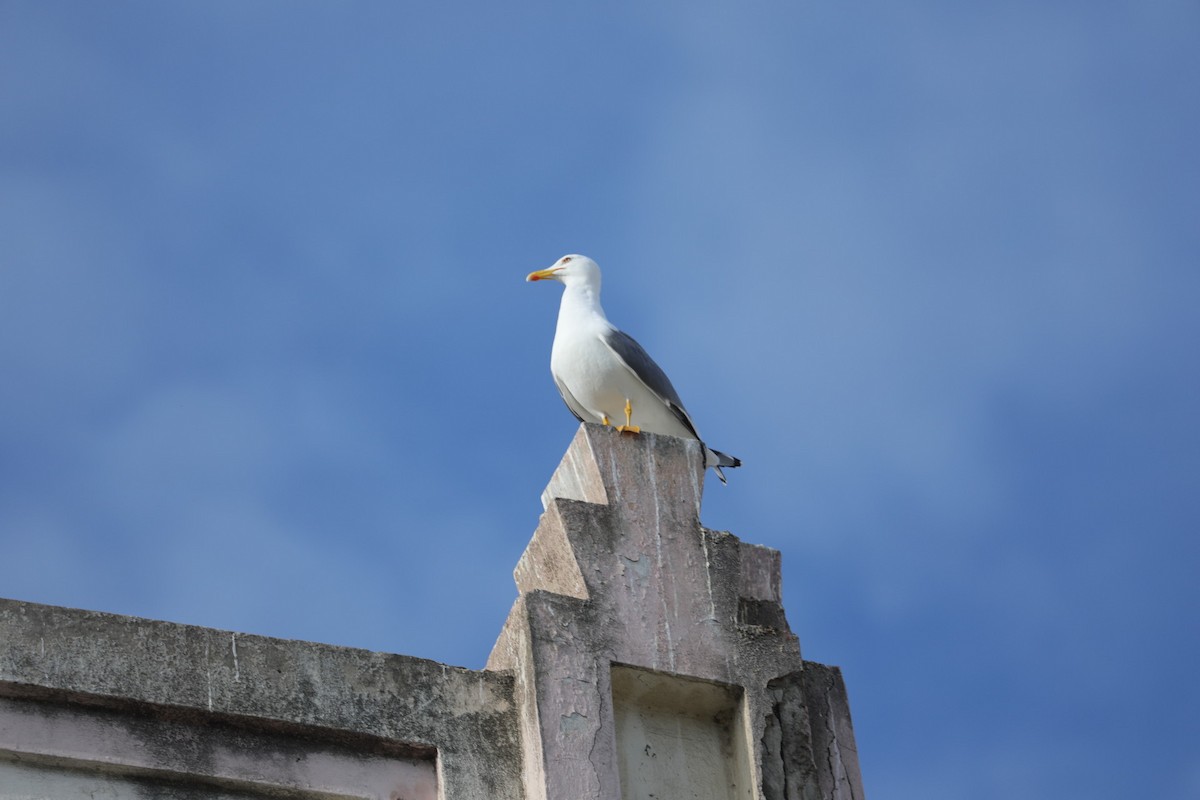 Yellow-legged Gull - ML202999191