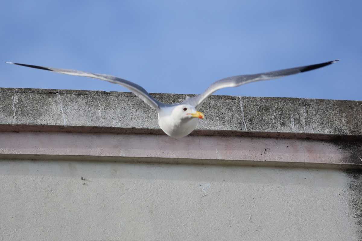 Yellow-legged Gull - ML202999201