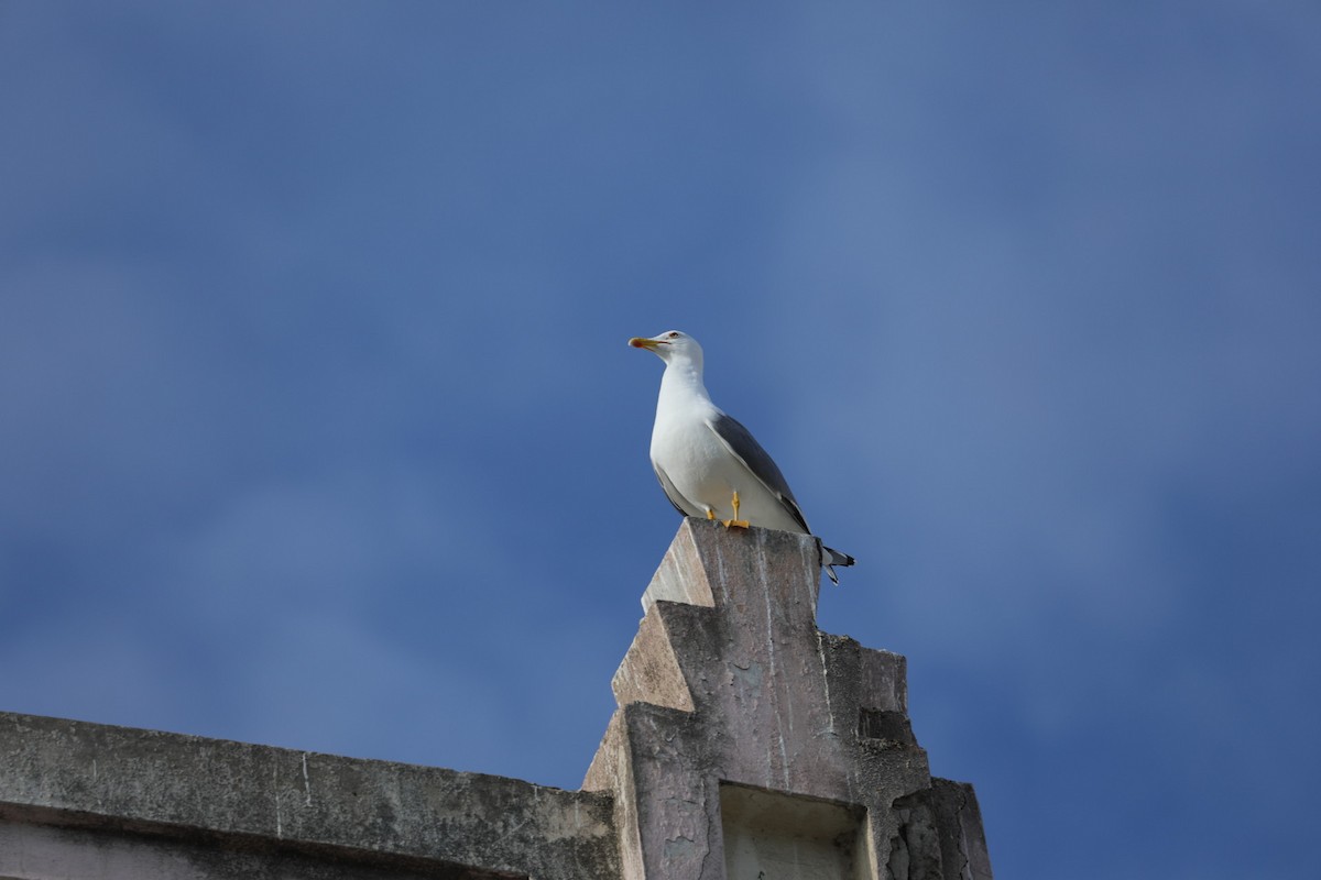 Yellow-legged Gull - ML202999211