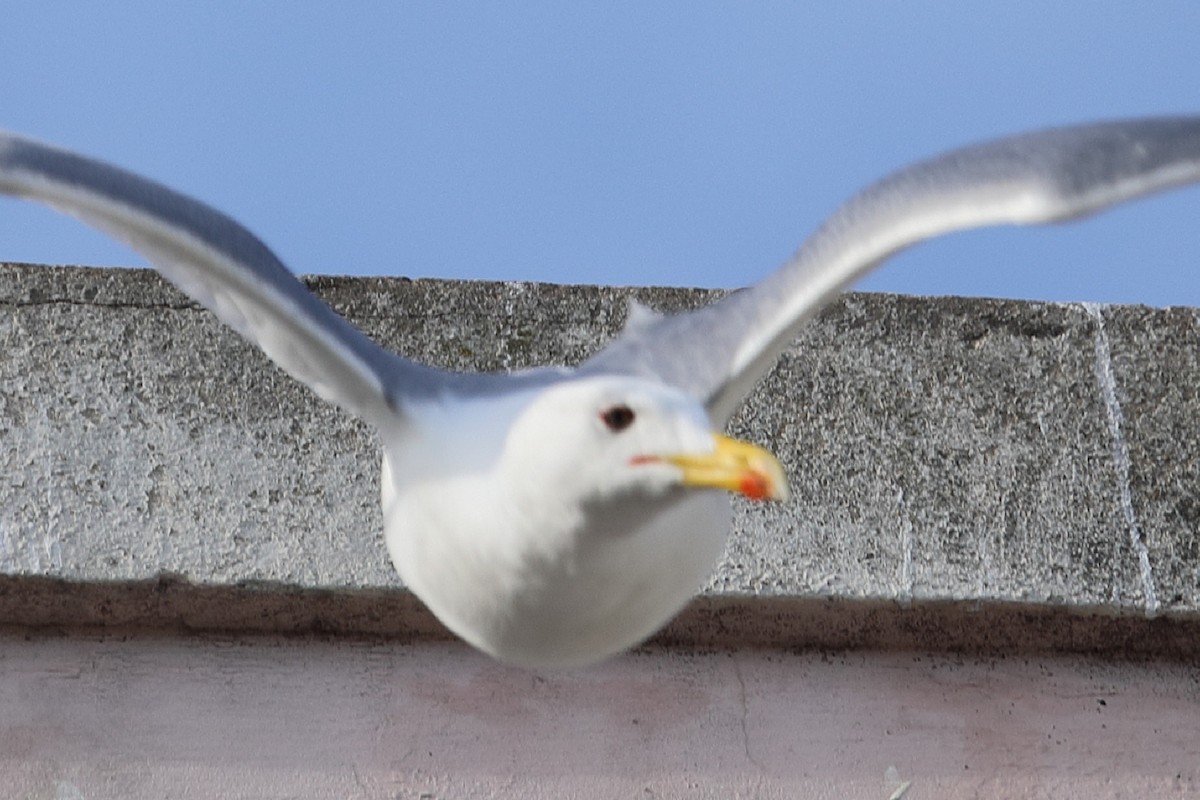Yellow-legged Gull - ML202999231