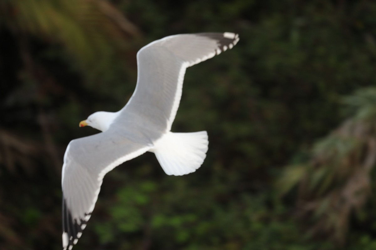 Yellow-legged Gull - ML202999451