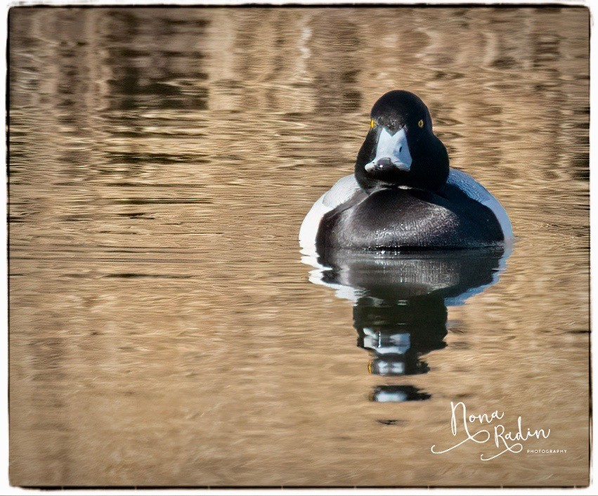 Greater Scaup - ML202999691