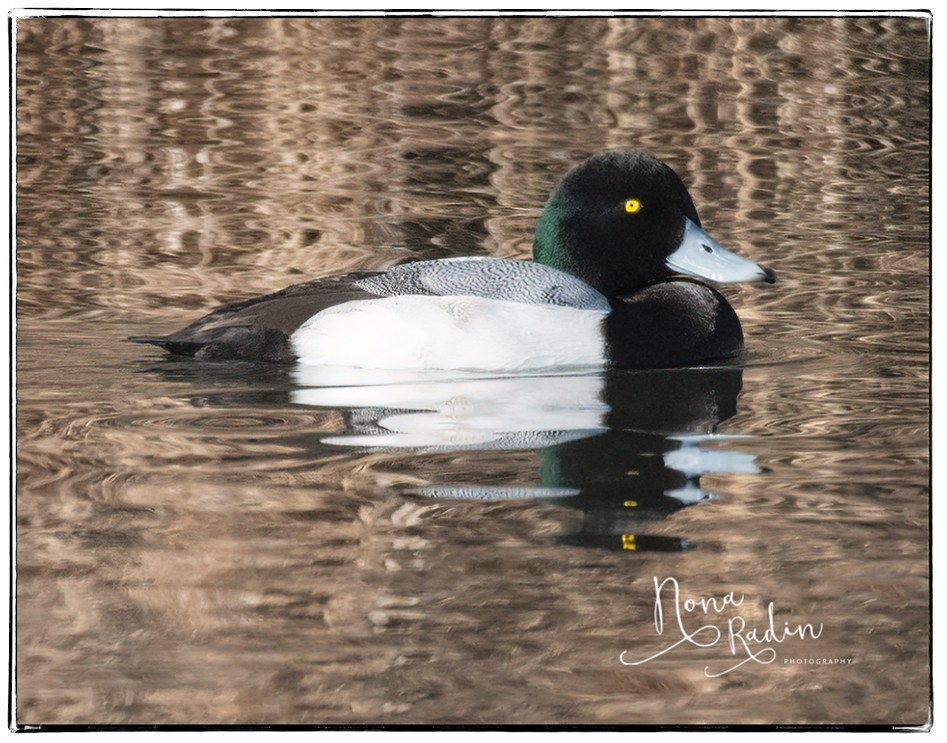 Greater Scaup - ML202999701