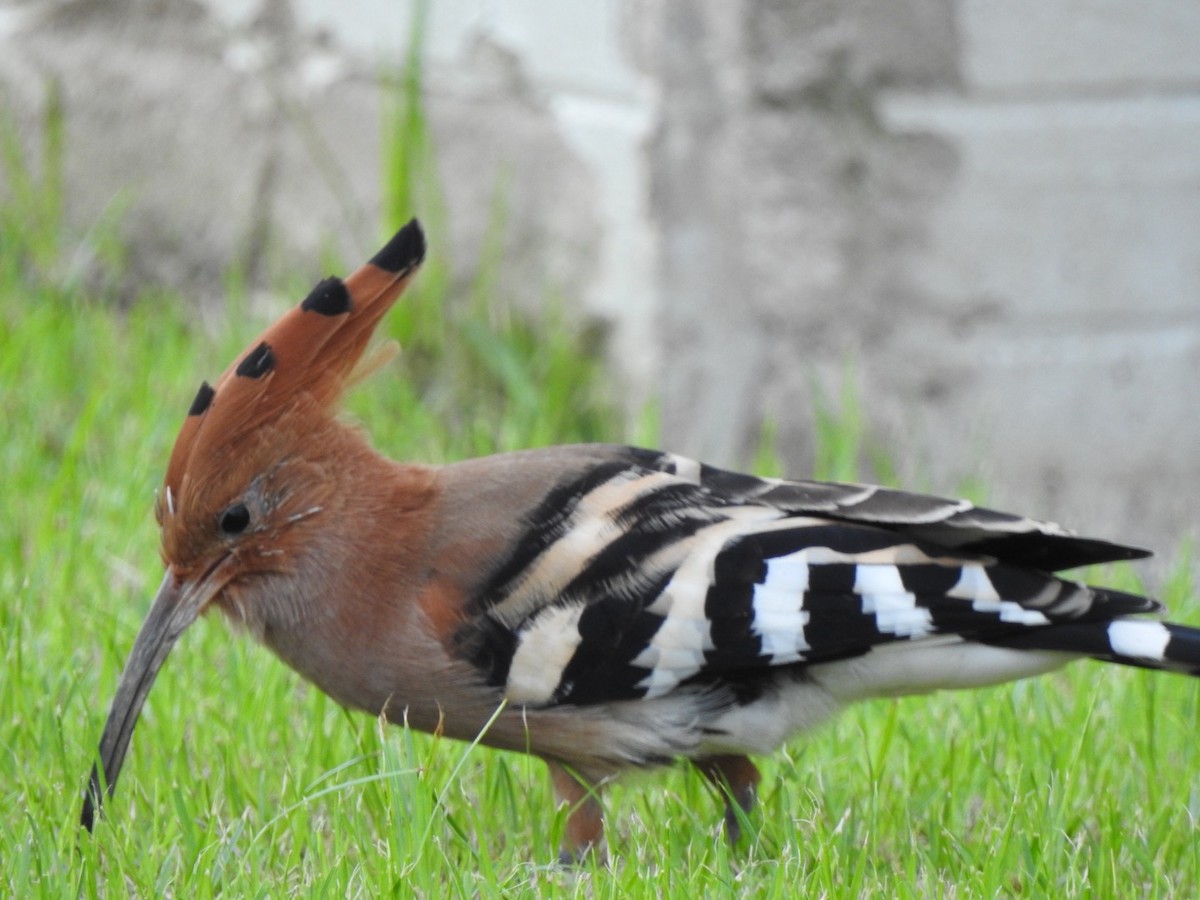 Eurasian Hoopoe (Eurasian) - Jim Valenzuela