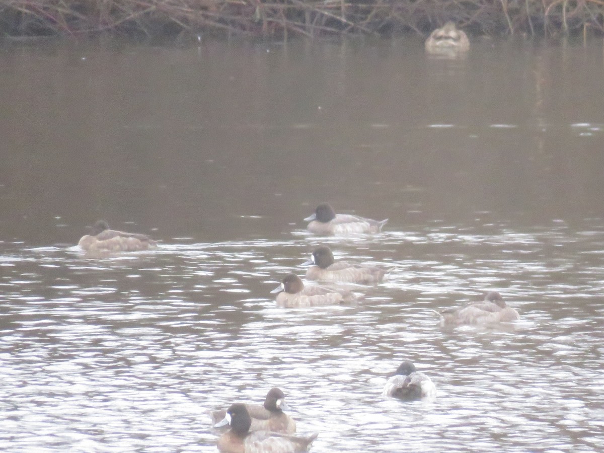 Lesser Scaup - ML203001131