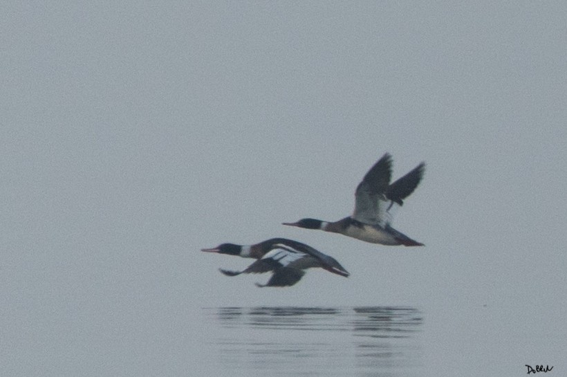 Red-breasted Merganser - Dobrin Botev