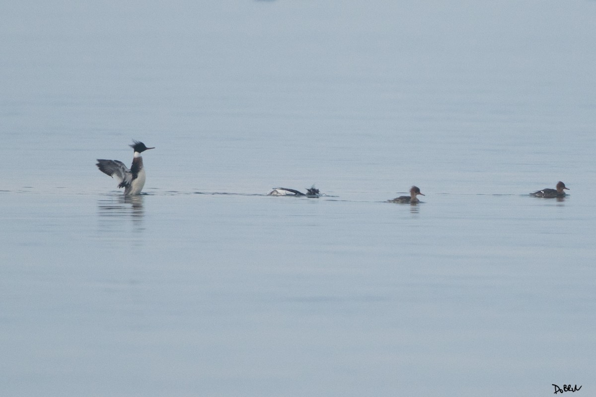 Red-breasted Merganser - Dobrin Botev