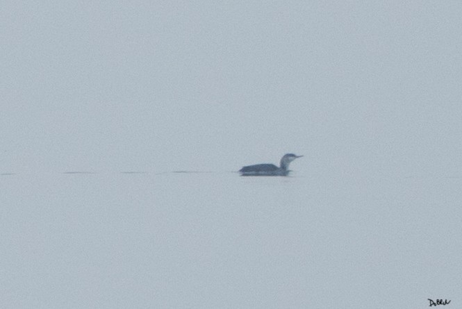 Arctic Loon - ML203003591