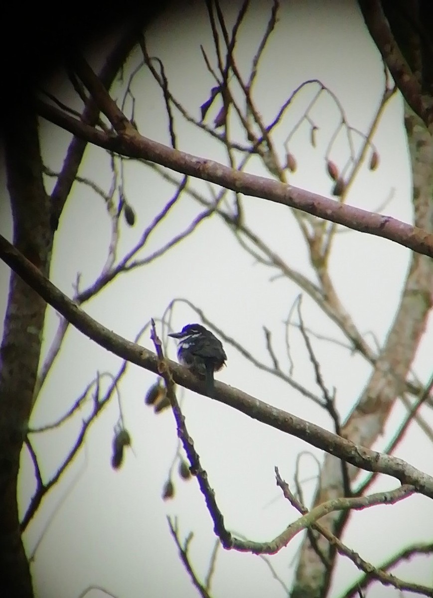 Pied Puffbird - Elian Villalobos Alvarado