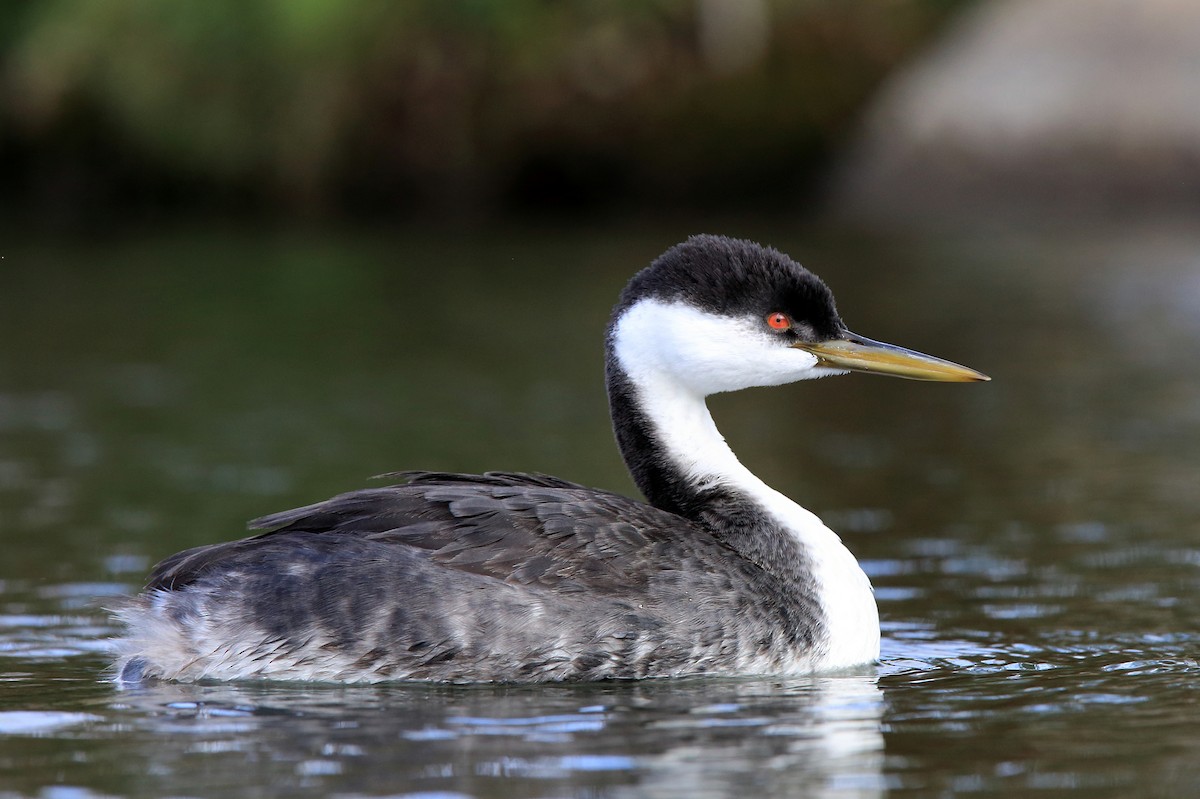 Western Grebe - ML203004181