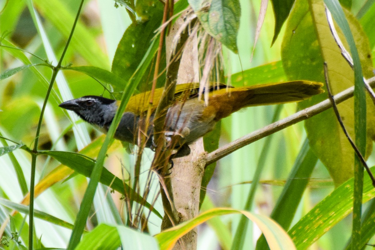 Black-headed Saltator - ML203004891