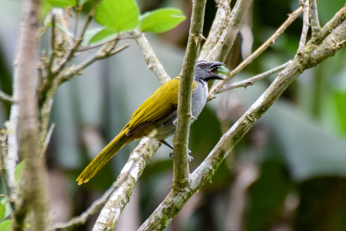 Black-headed Saltator - ML203004941