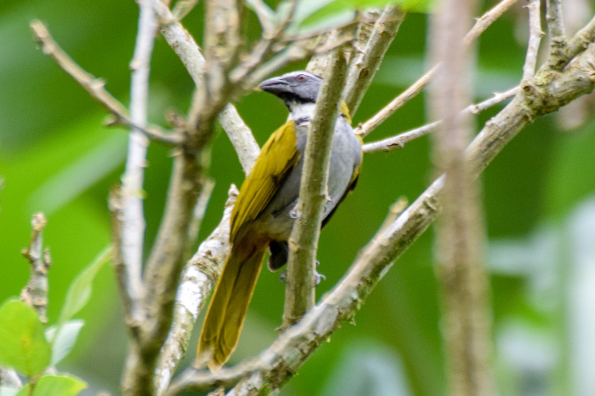 Black-headed Saltator - ML203004951