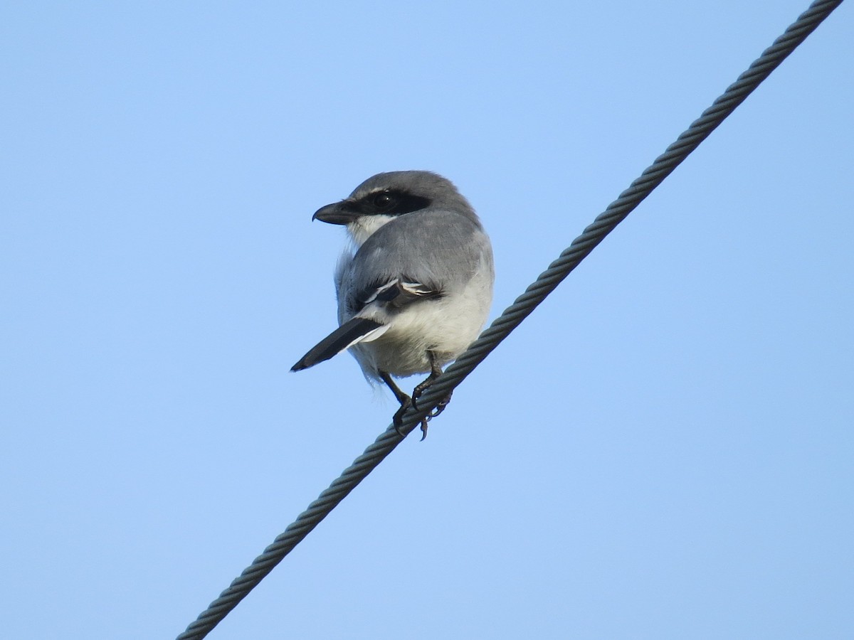 Loggerhead Shrike - ML20300501