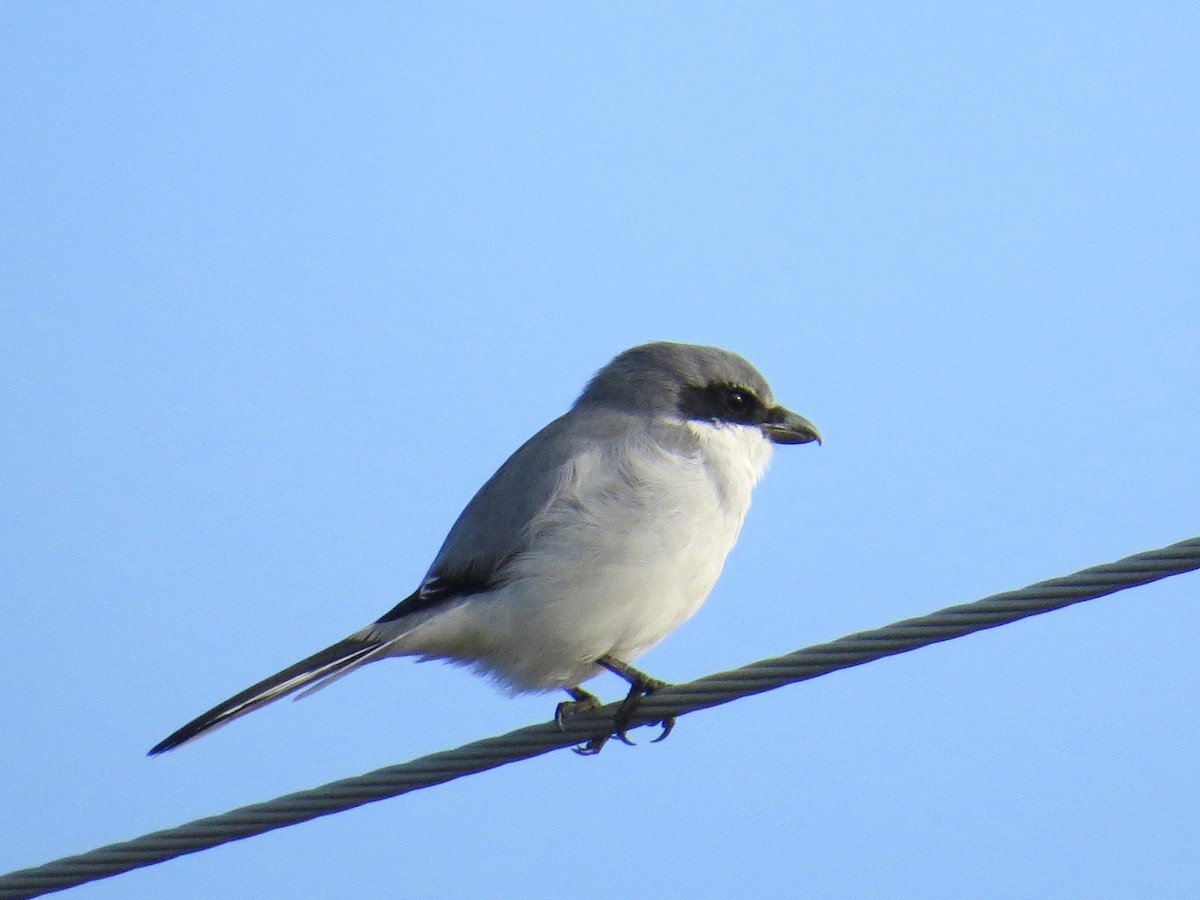 Loggerhead Shrike - ML20300511