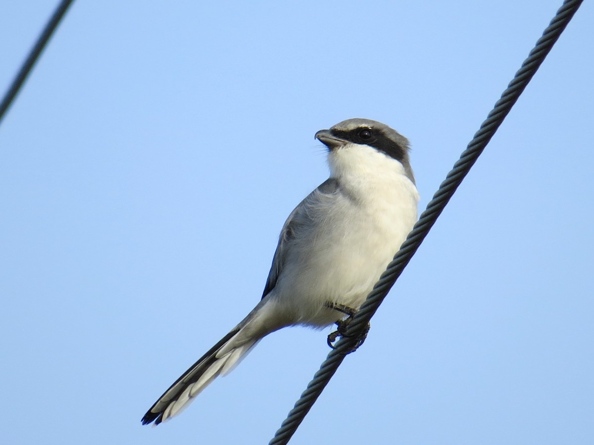 Loggerhead Shrike - ML20300521