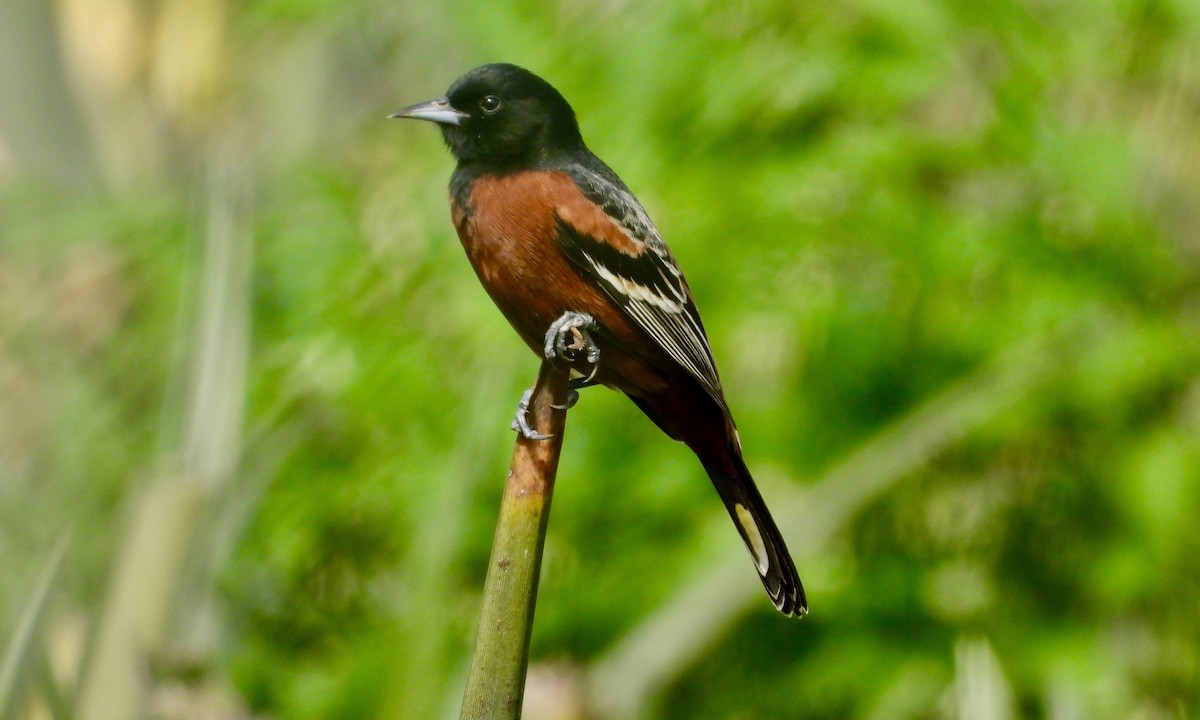 Orchard Oriole - grete pasch