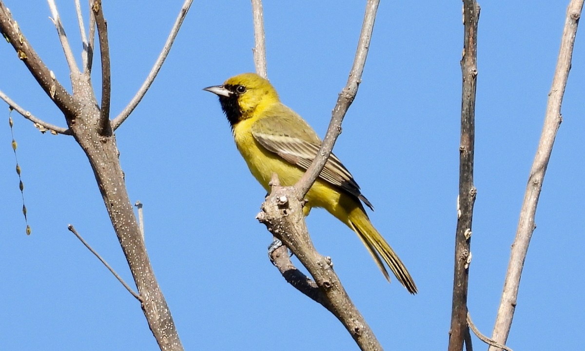 Orchard Oriole - grete pasch