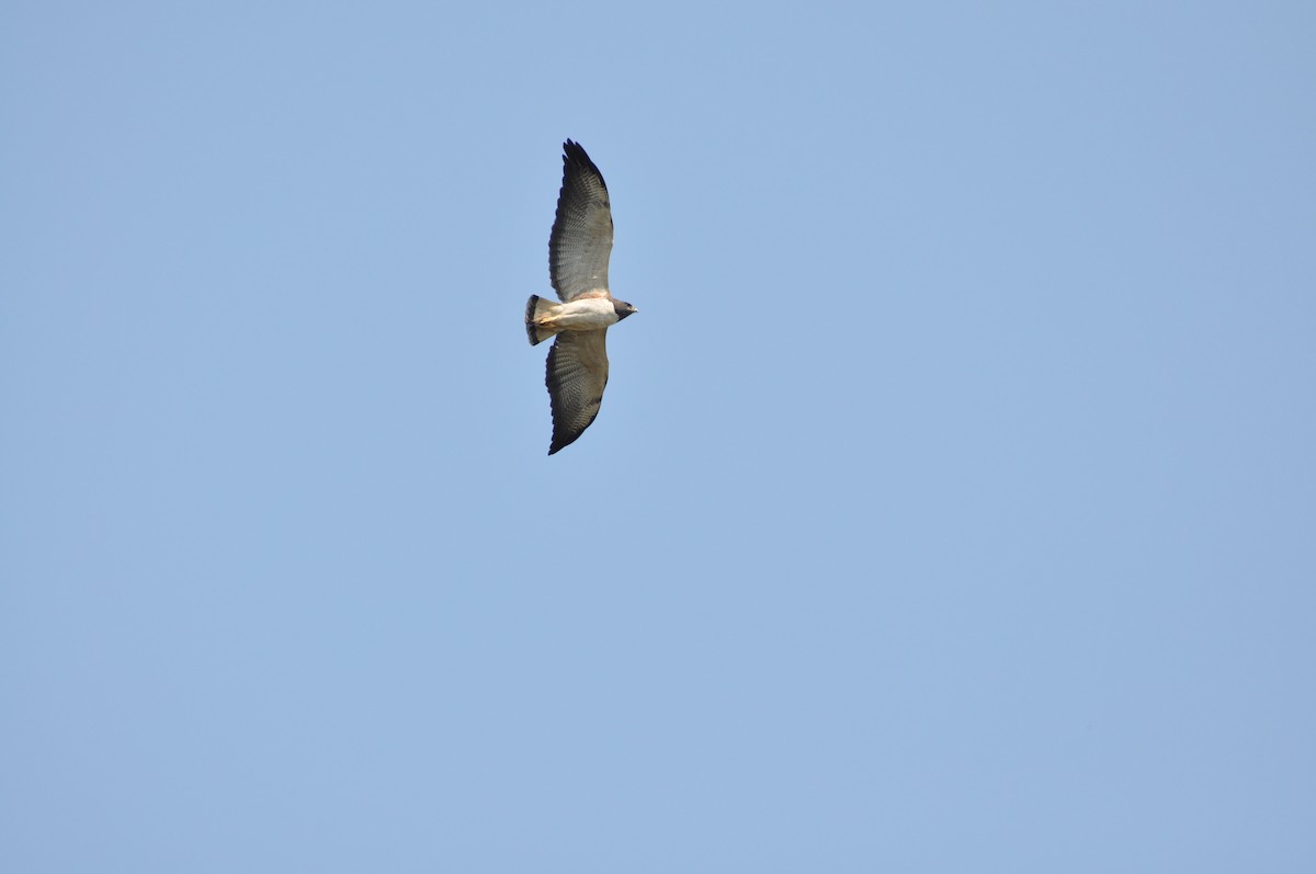 White-tailed Hawk - Sebastian Herzog