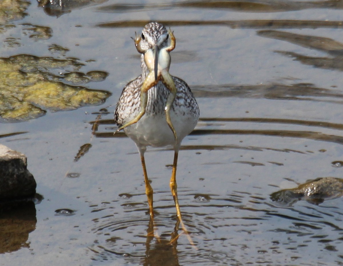 Greater Yellowlegs - ML20300701