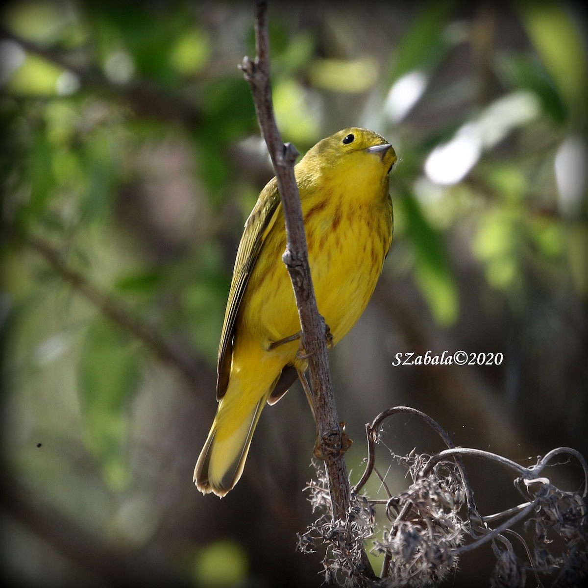 Paruline jaune - ML203007811