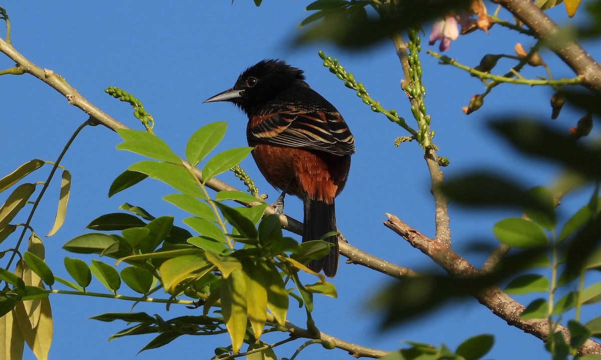 Orchard Oriole - grete pasch