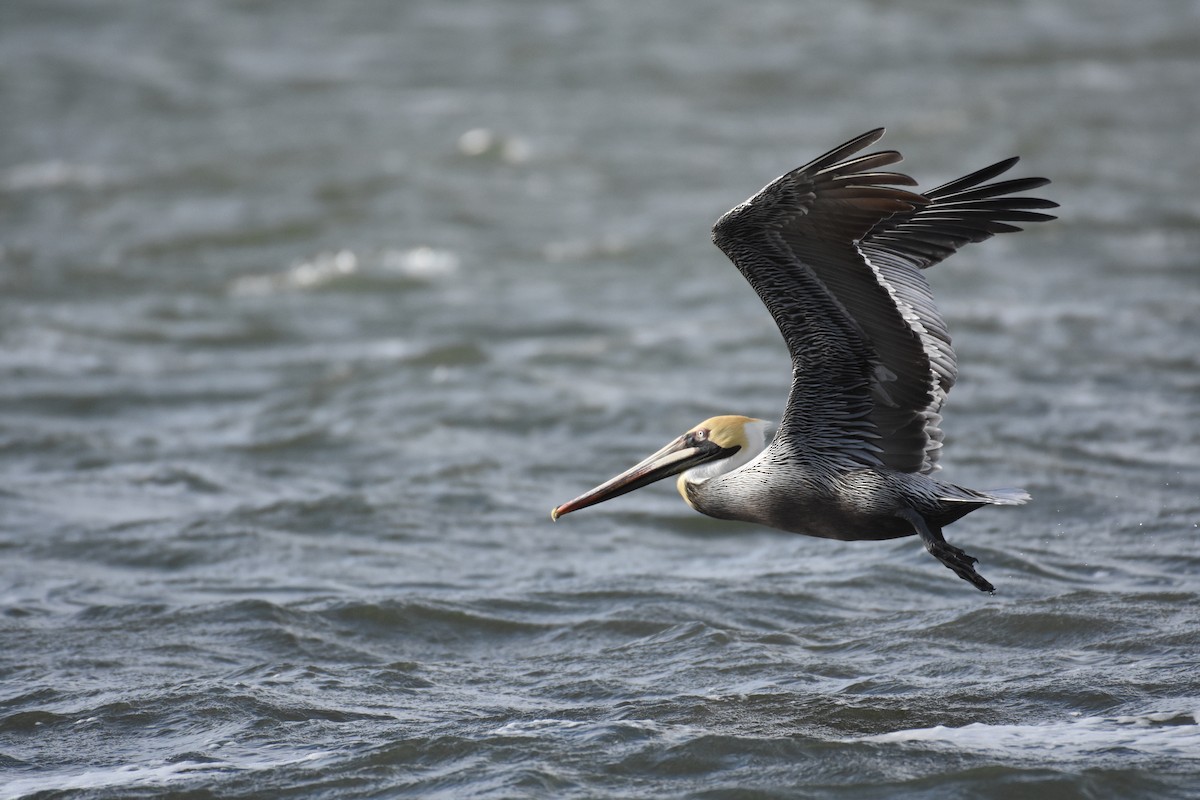Brown Pelican - ML203008621