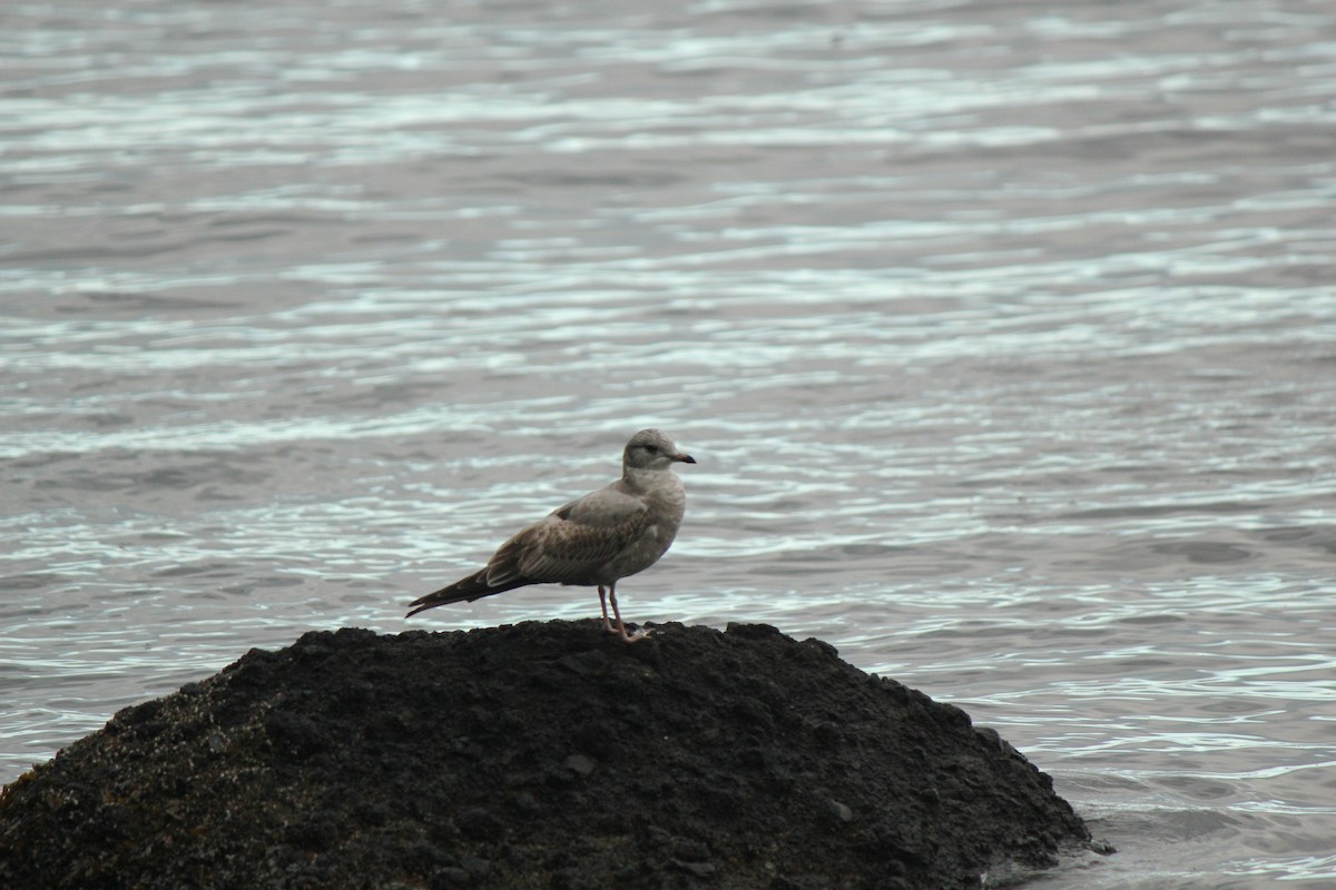 Short-billed Gull - ML203008911