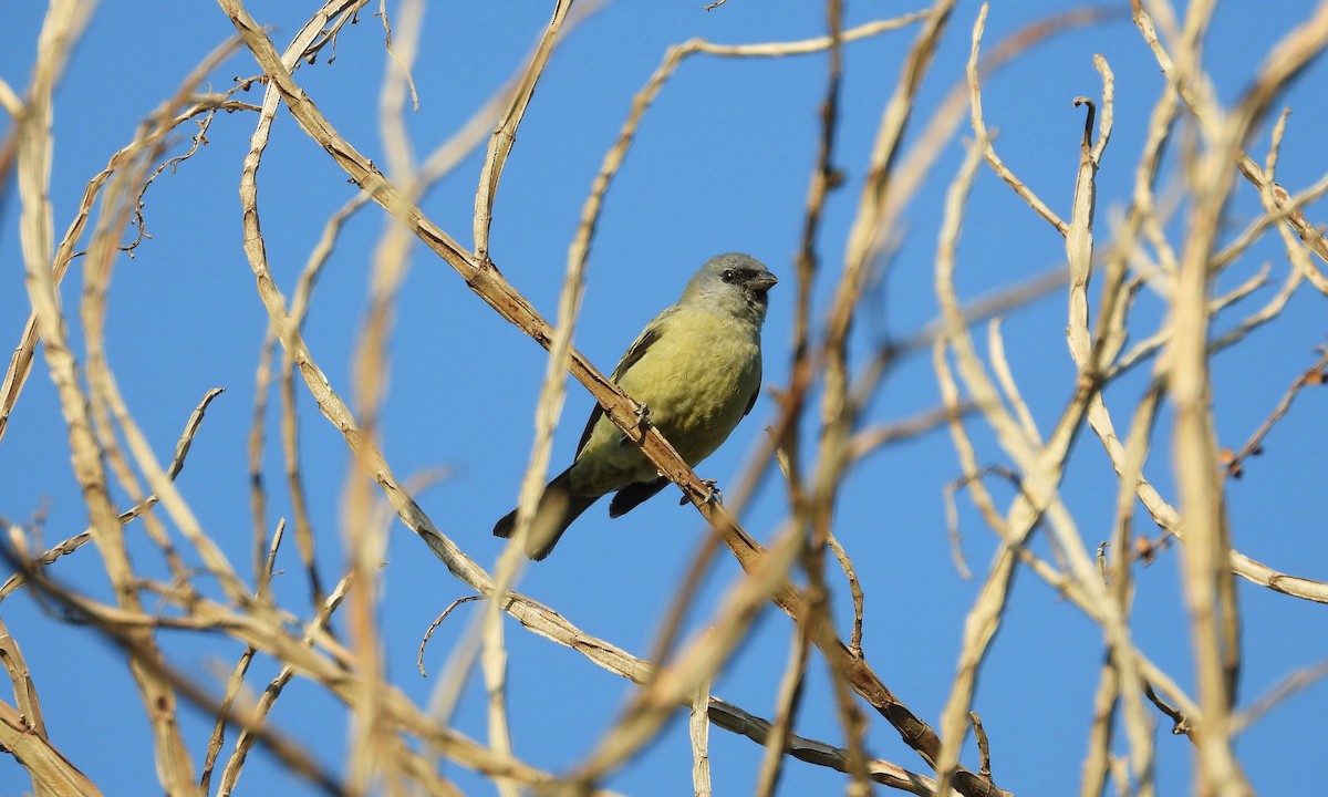 Yellow-winged Tanager - ML203009321