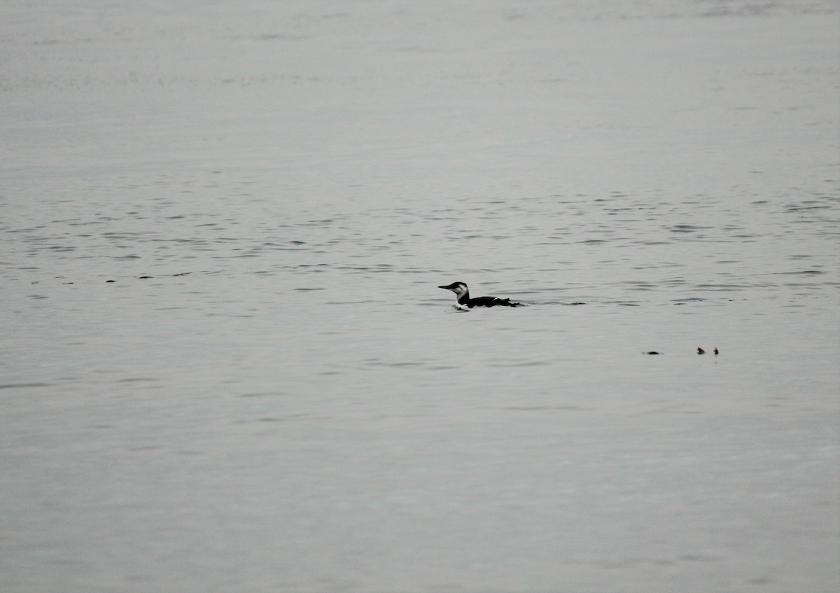 Common Murre - ML203009371