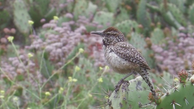 Cactus Wren - ML203010091