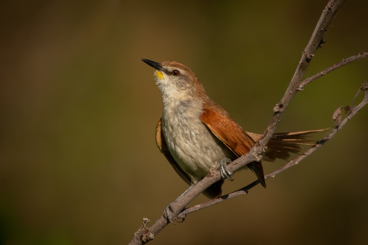 Yellow-chinned Spinetail - ML203010431